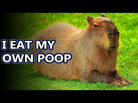 Capybara facts: the largest living rodents | Animal Fact Files