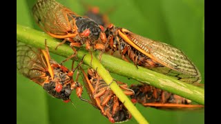 A great bug emergence that hasn’t occurred in hundreds of years set to arrive this Spring