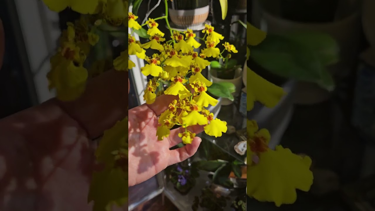 Beautiful NOID Oncidium (but probably Gower Ramsey) care