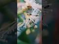 What Do Mosquitoes Eat? Incredible Macro Closeup of Mosquito Drinking Nectar!