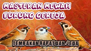 MASTERAN Mewah Gereja Tarung Full Tembakan Rapat dan Ada Jedanya‼️