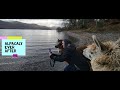 Alpacaly ever after cumbrian lake district uk  4k 2023