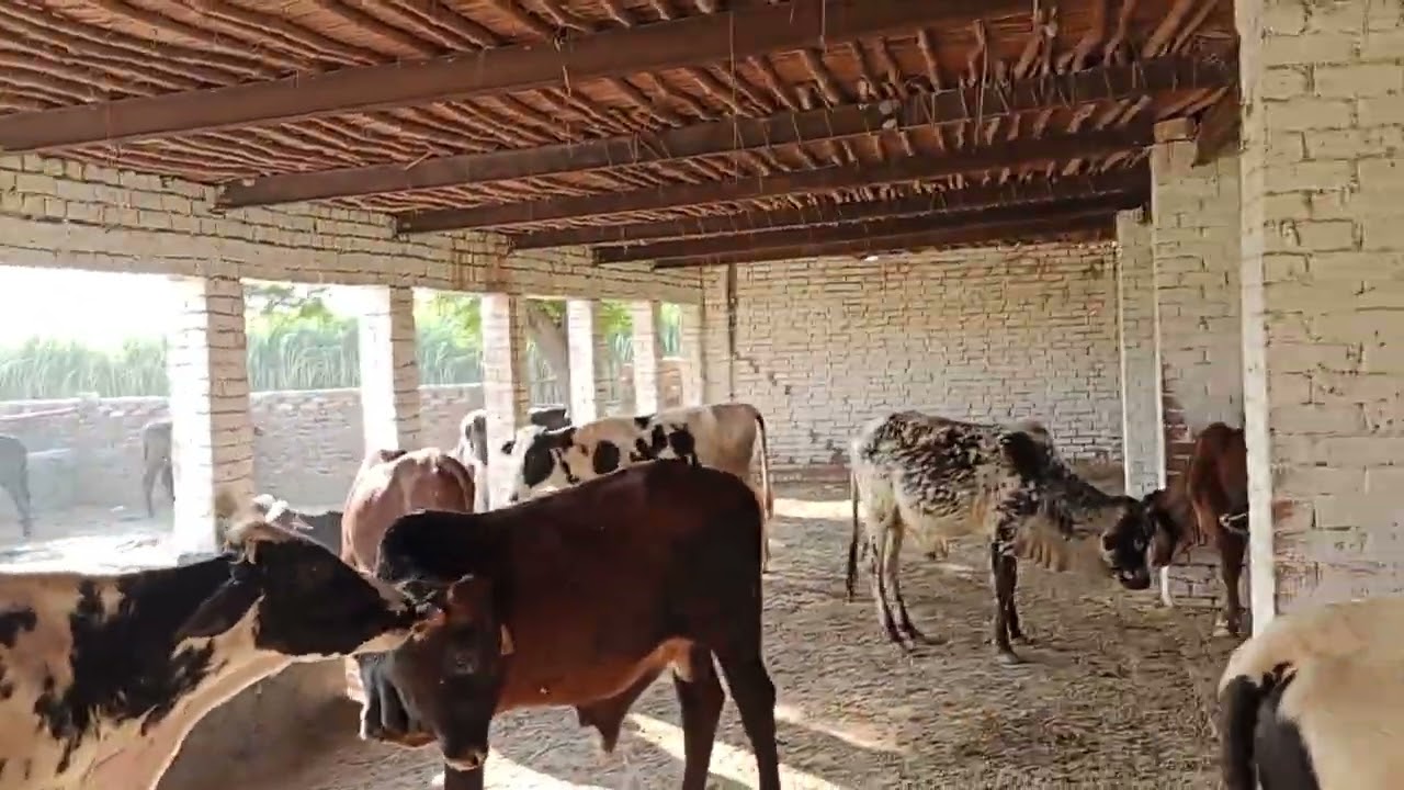 cattle Flaak 90 Days 💖