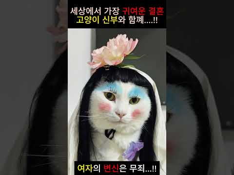 메이크업 받는 고양이... 무슨 일이 있길래??#cat#cutecat#결혼식#신부화장#고양이신부#고양이영상#세상에이런일이
