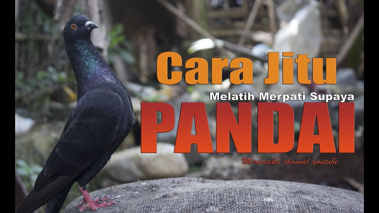 Rahasia Burung Dara Pintar Loncat Tali Merpatiku Youtube