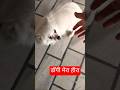 डाॅगी हीरा है,amazing creature, #naturelovers #doglover #dog #shorts #ytshorts #youtubeshort #viral