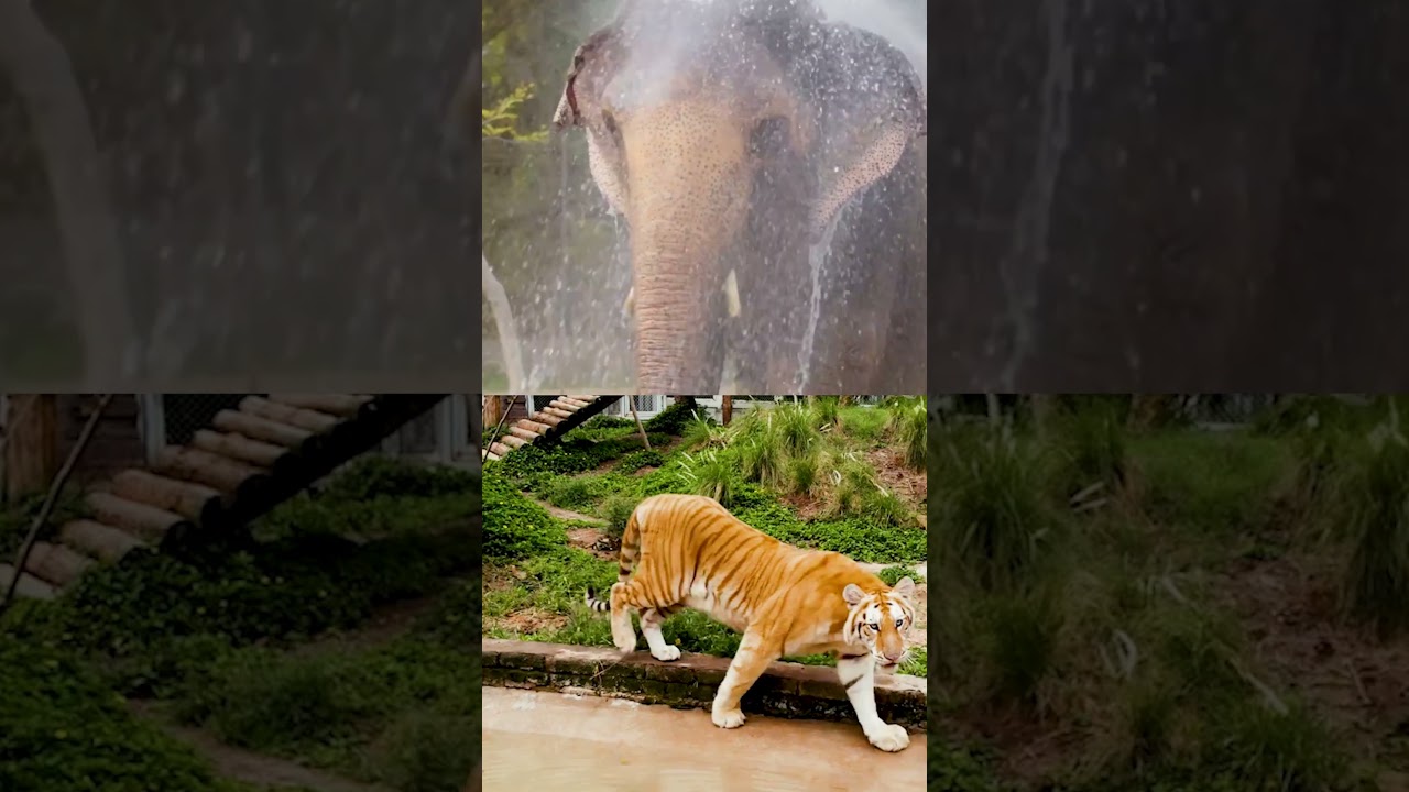 Compassion in action Vantara’s global conservation win 