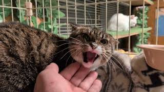 明日ボンコちゃん出向します