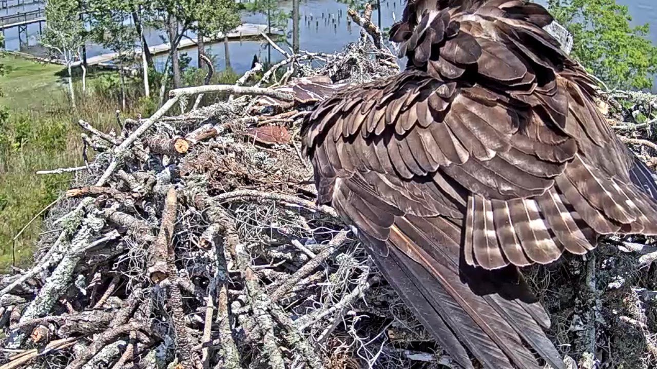 Osprey Nest Cam