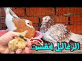مفاجأة بيض تهجين النفاخ مع المفتل فقس متابعه الحمام اليوميه