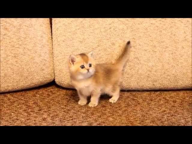 Золотая Шиншилла Кошка Фото
