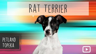 Rat Terrier Fun Facts by Petland Topeka 19 views 2 years ago 59 seconds