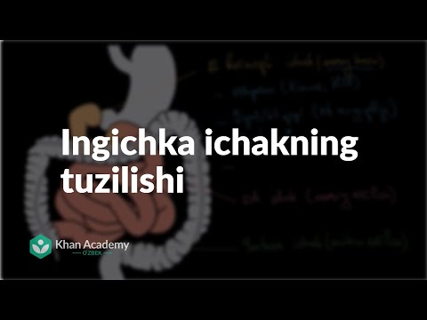 Ingichka ichakning tuzilishi | Ovqat hazm qilish tizimi | Tibbiyot