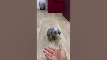 بدايت تعليم هدد له فرخ الكاسكو اذكرو الله في التعليقات 