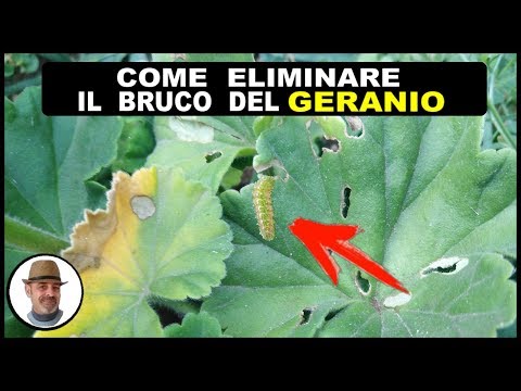 Video: Bruchi di Budworm - Come uccidere i Budworms sulle piante
