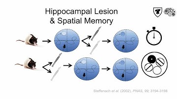 Tricky Topics: Hippocampus & Memory
