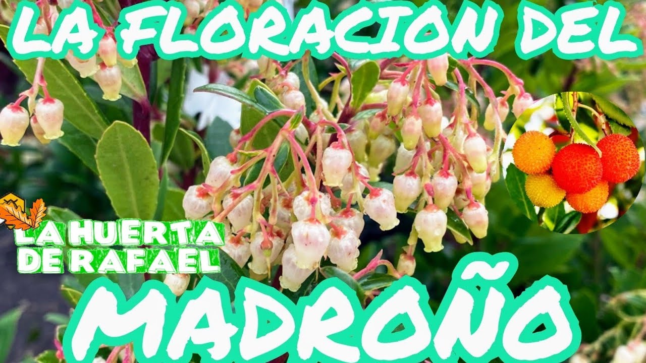 La floración del madroño(Árbol de madroño)|•|Arbutus Unedo|•|El cultivo ...