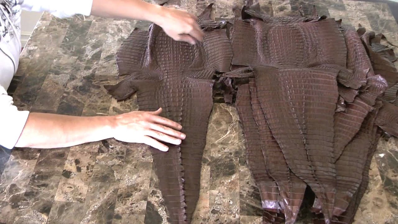 Caiman Hornback 40cm up Production Run Details YouTube