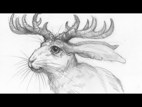 Time-lapse: Drawing a Jackalope