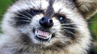 Why People Think These Are Zombie Animals Why People Think These Are Zombie Animals