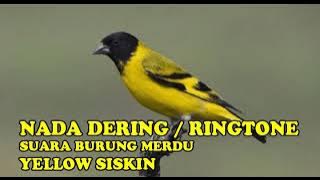 NADA DERING||RINGTONE SUARA BURUNG YELLOW SISKIN MERDU BANGET