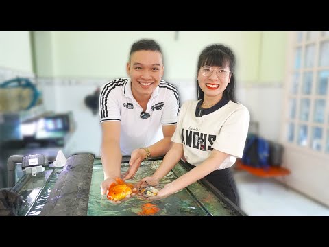 Video: Cách huấn luyện chó của bạn