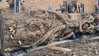 This Giant Trembesi Log Cutting Matches Canada’s Most Dangerous Logging Jobs