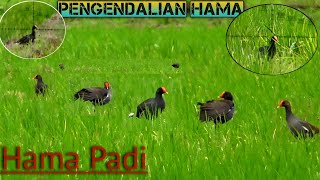 Berburu Burung Mandar [Hama Padi Paling Sadis]