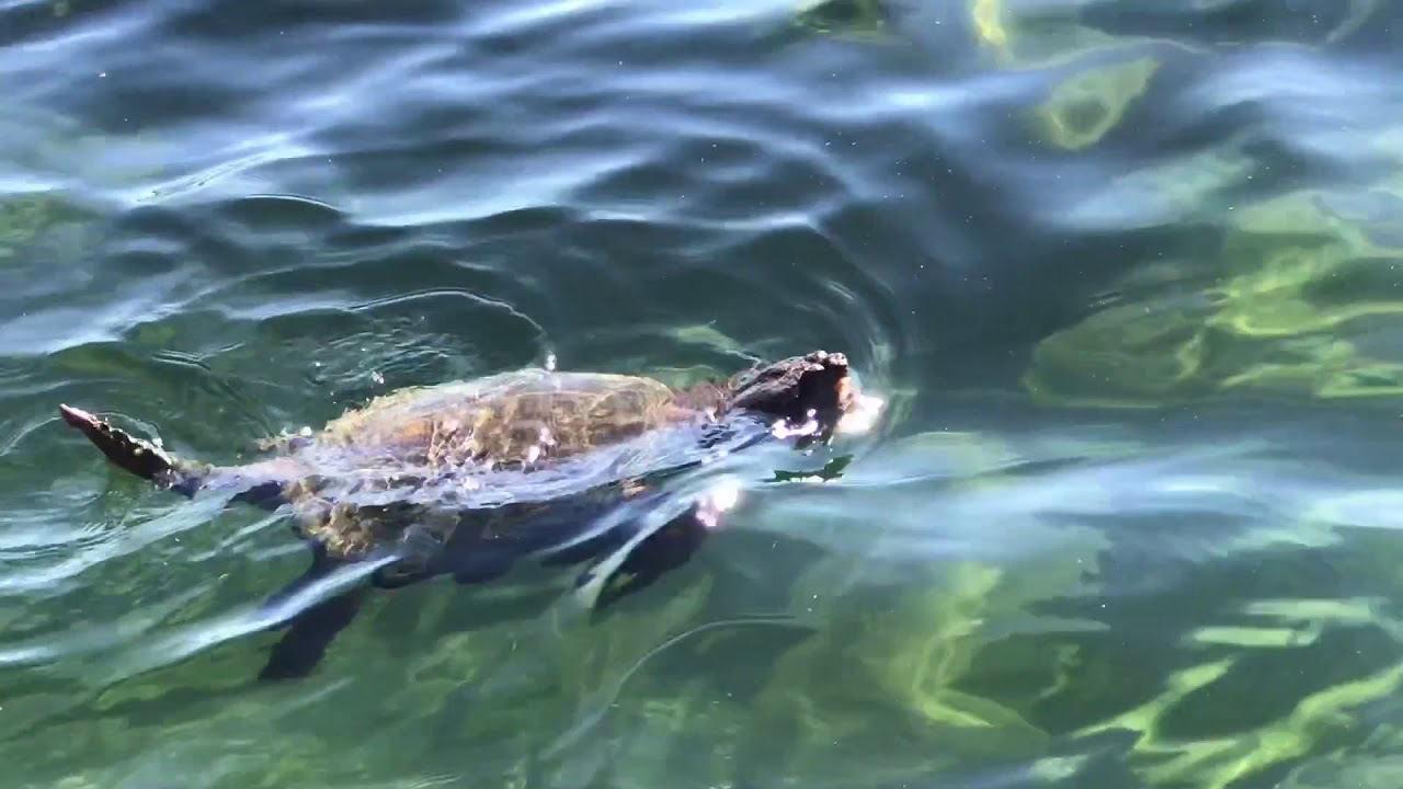 georgian bay to toronto Snapping Turtle in Snug Harbour