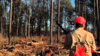 Old Hudson Plantation Quail Hunting - Lake Oconee Georgia - Part 1