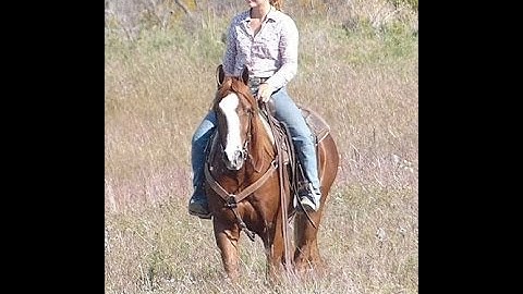 Neat Little Bobcat   ***For info, price, etc., go to website*** Valley View Ranch