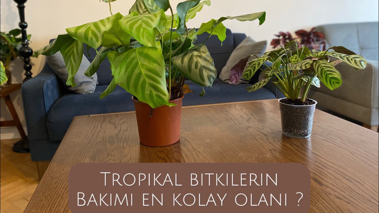 Dua Çiçeği Ctenanthe Bakımı