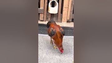 Qaibthai: pakoy pama