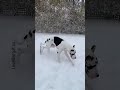 Great Dane in a winter wonderland 💕