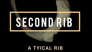 Second Rib: Atypical Rib #thorax #anatomy