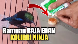 Gacorkan KOLIBRI dengan Ramuan RAJA EDAN