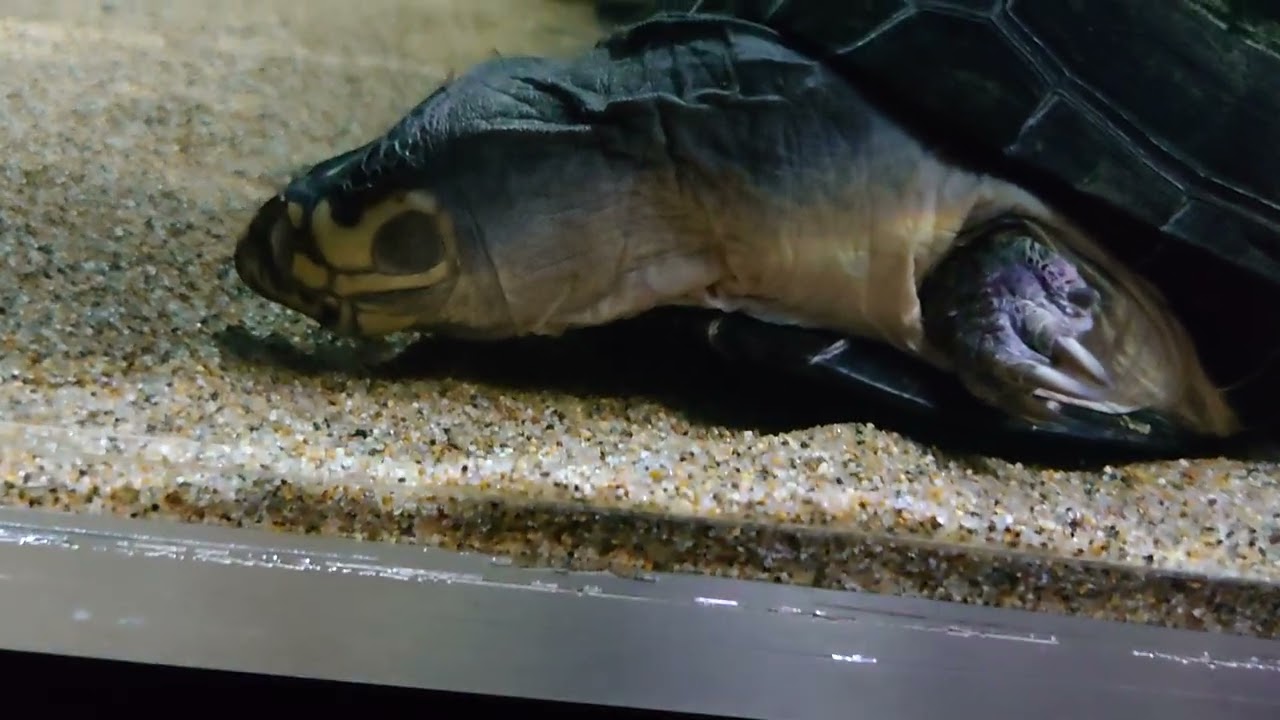 【No.723】オカバンゴハコヨコクビガメ(Pelusios bechuanicus)