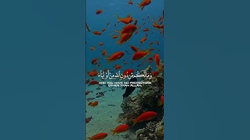 تلاوة هادئة تريح القلب #قران_كريم #المصحف #قرآن #راحة_نفسية #لايك #explore #اكسبلور