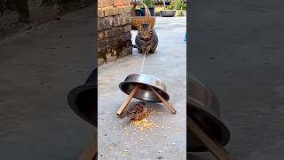 Catch the Cat! #funny #cat #comedy #trending #youtubeshorts #shorts #shortvideo