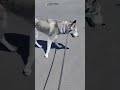 Ollie decides which way to walk -june 2024