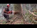 Cutting timber down , hot rod Husky, makin' stumps.