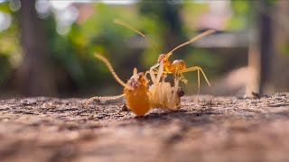 What Happened to Him ?🐜 #termites #insects #nature #macrovideography