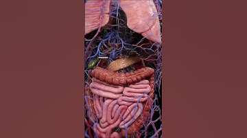🧬 The Endocrine System: The Body’s Hormone Network 🧬