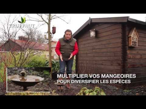 Vidéo: Edeworthia Paperbush Plants - Apprenez à faire pousser un Paperbush dans le jardin