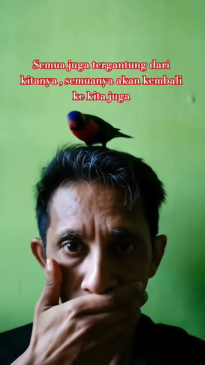 URUNG WANI Nang jobo umoh. #burungjinak #automobile #quotes @adhbonyo #burung #shorts