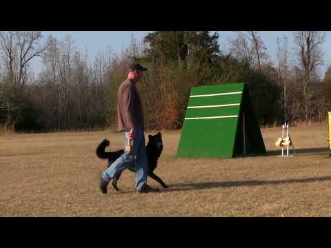 Wideo: Dog Sports 101: IPO / Schutzhund