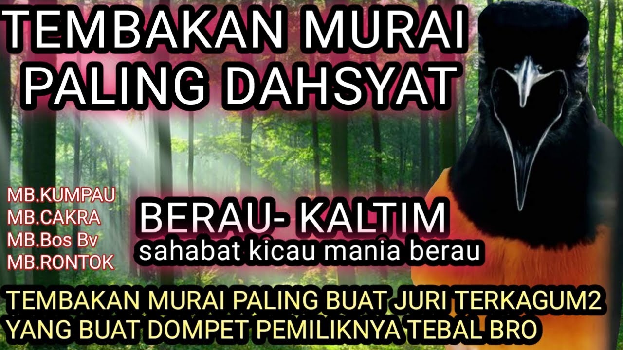 TEMBAKAN PARA MURAI BATU BORNEO JAWARA || TEMBAKAN PALING DASYAT BUAT JURI MEMILIH JADI SANG JUARA