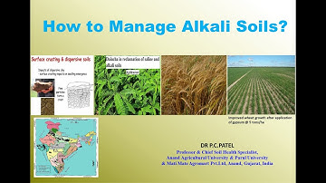 HOW TO MANAGE ALKALI SOILS?  BY DR. P.C.PATEL