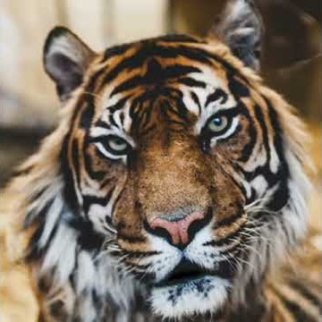 Harimau Aummm