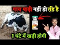       1    pashu ko khada karne ka tarika  downer cow syndrome